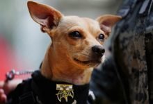 Comando, chihuahua de la Garde nationale mexicaine