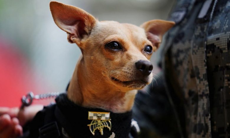 Comando, chihuahua de la Garde nationale mexicaine