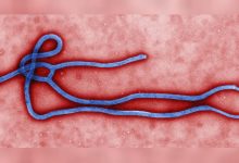 Micrographie d’un virus Ebola, illustration du CDC