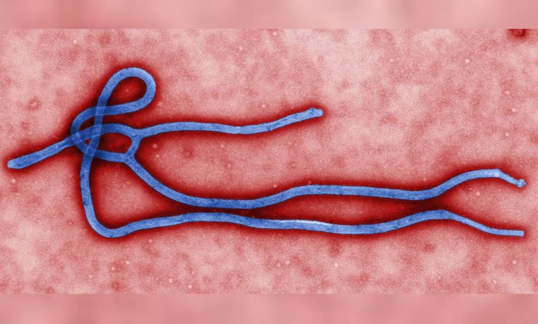 Micrographie d’un virus Ebola, illustration du CDC