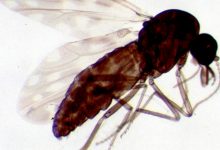 Moucheron Culicoides cornutus vu de profil, illustration scientifique sans lien établi avec le cas français