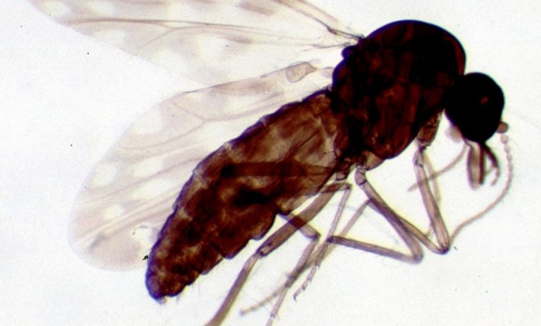 Moucheron Culicoides cornutus vu de profil, illustration scientifique sans lien établi avec le cas français